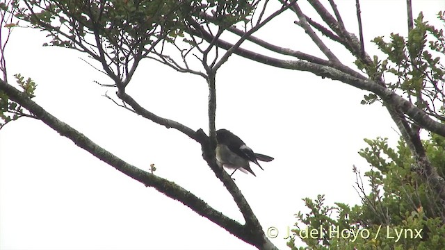 Tomtit (New Zealand) - ML201432771