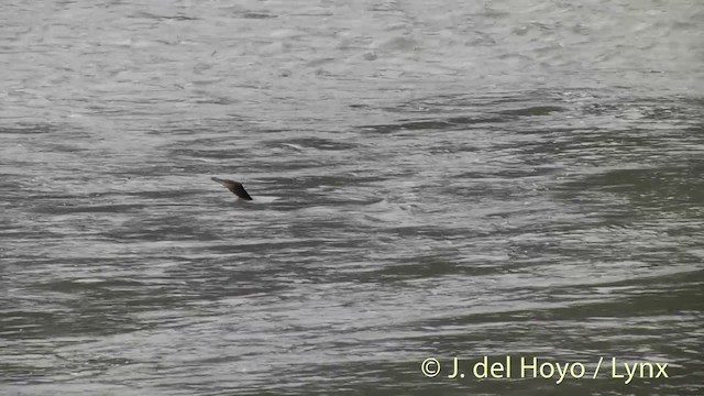 Great Cormorant (Australasian) - ML201432791