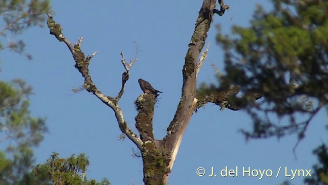 New Zealand Falcon - ML201432801