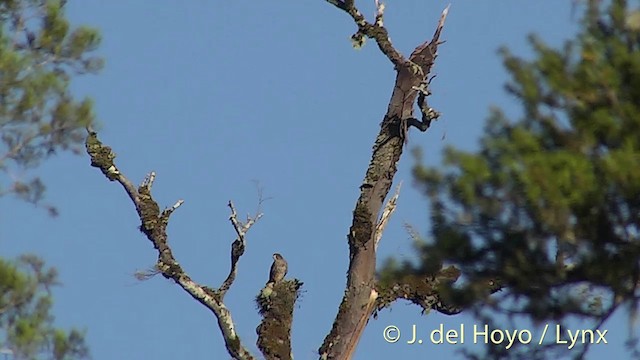 New Zealand Falcon - ML201432811