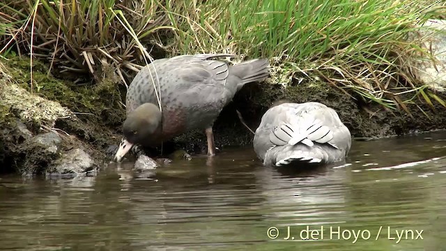 Blue Duck - ML201432821