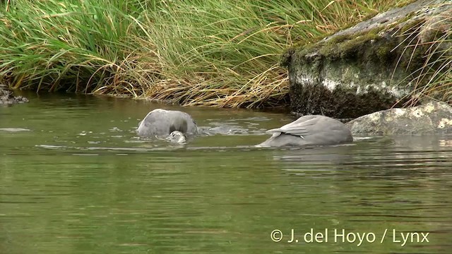 Blue Duck - ML201432841