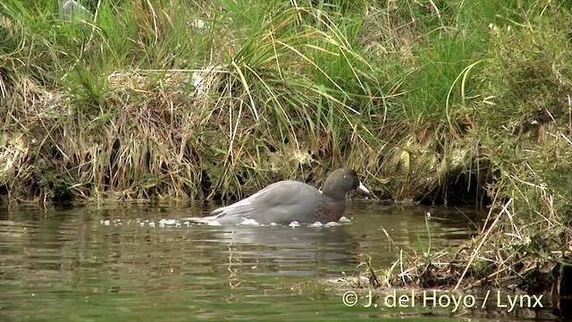 Blue Duck - ML201432851