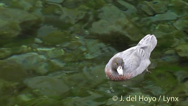 Pato Azul - ML201432861