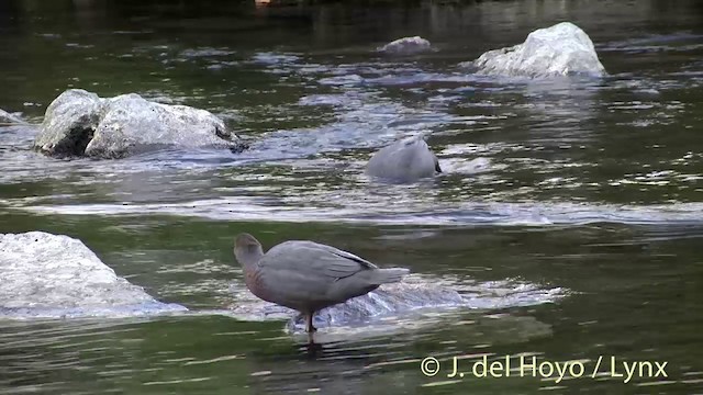 Blue Duck - ML201432871