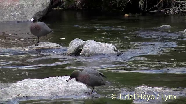 Pato Azul - ML201432881