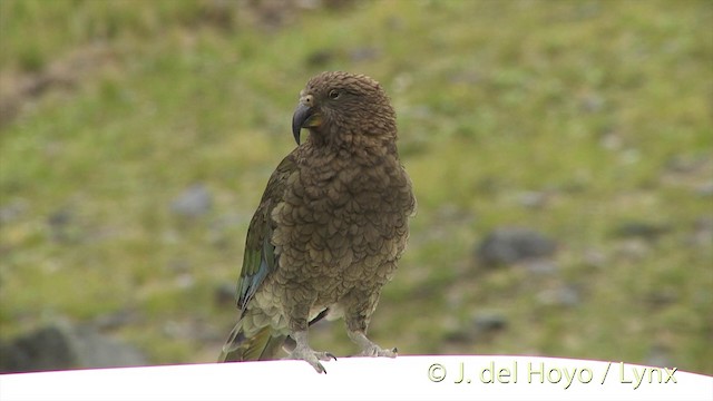 Kea - ML201432911