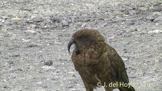 kea - ML201432961