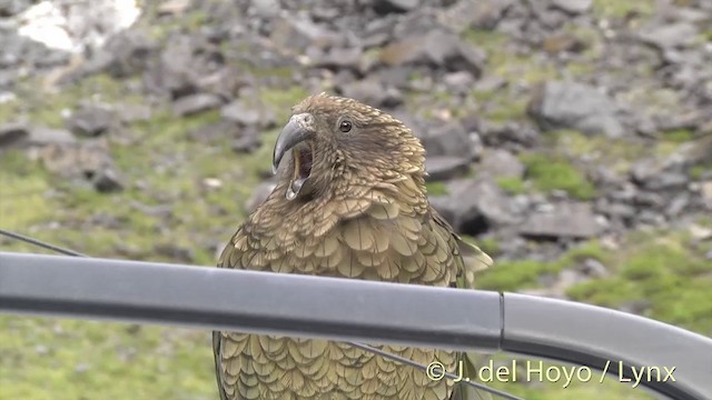 Kea - ML201432971