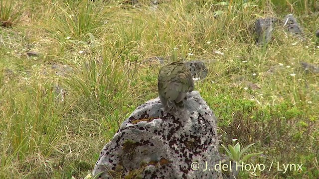 kea - ML201432981