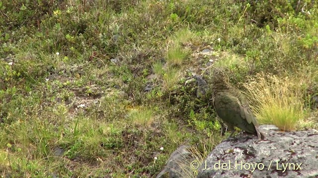 kea - ML201432991