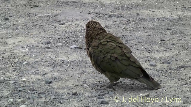 kea - ML201433001