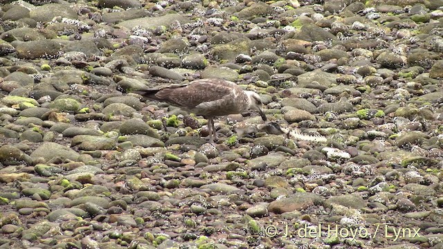 Goéland dominicain - ML201433021