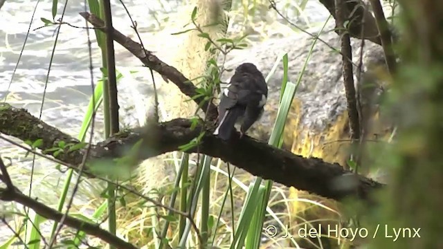 Tomtit Bülbülü [macrocephala grubu] - ML201433031