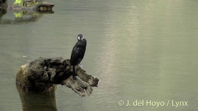 Little Pied Cormorant - ML201433041