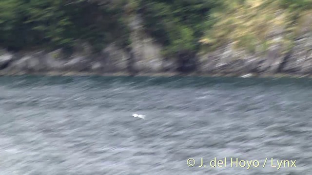 Black-billed Gull - ML201433051