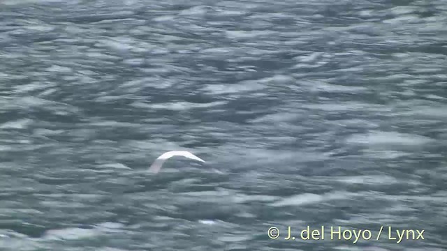 Weißstirn-Seeschwalbe - ML201433081