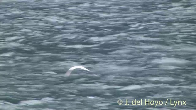 White-fronted Tern - ML201433081