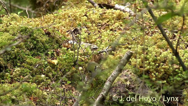 pokřovník zelený - ML201433111