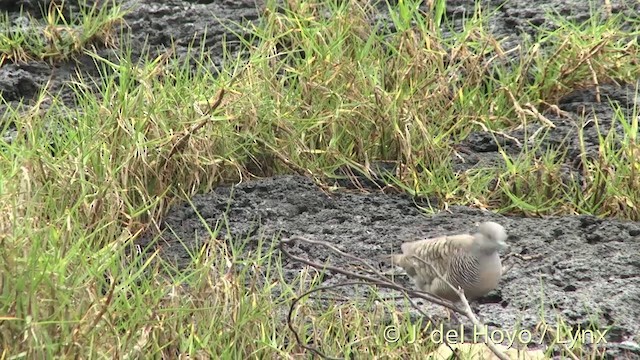 斑馬鳩 - ML201433251