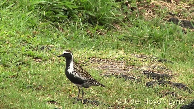 Chorlito Dorado Siberiano - ML201433401