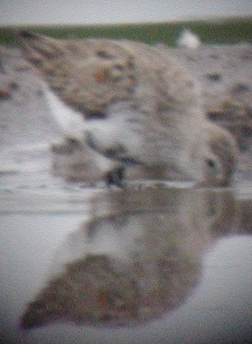 Dunlin - ML20143341