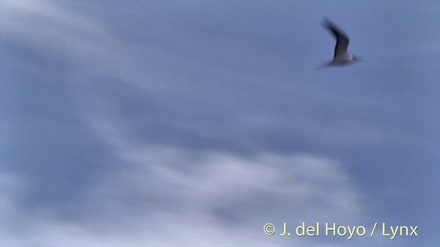 Sooty Tern - ML201433501