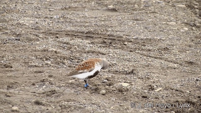 Dunlin (pacifica/arcticola) - ML201433791