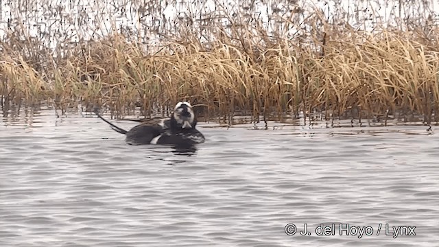 Long-tailed Duck - ML201433831