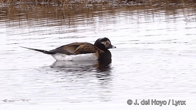 Long-tailed Duck - ML201433851