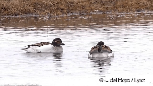 Long-tailed Duck - ML201433861