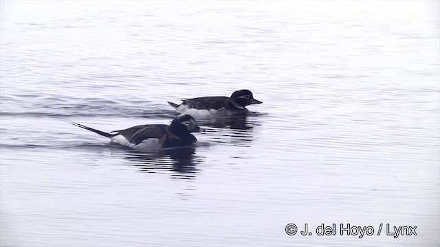 Long-tailed Duck - ML201433871