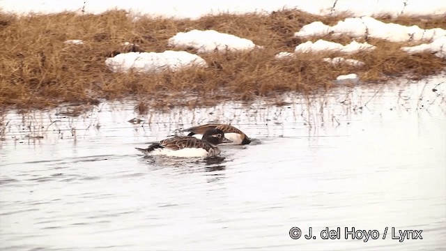 Long-tailed Duck - ML201433901