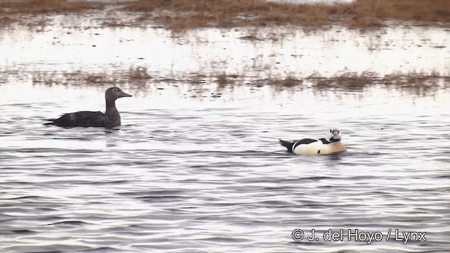 Steller's Eider - ML201434031