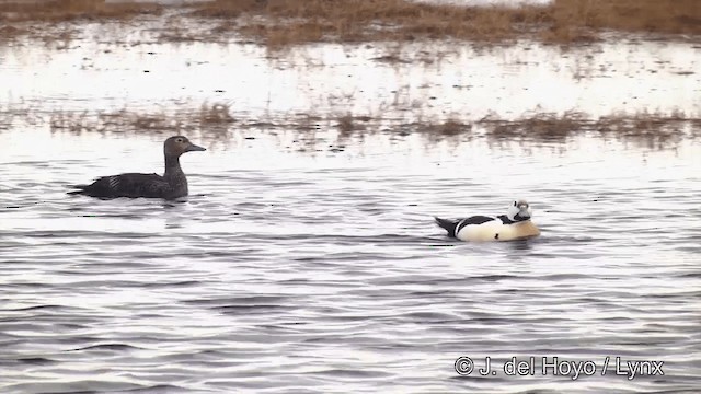 Steller's Eider - ML201434031