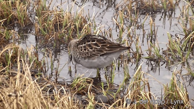 Bécasseau à poitrine cendrée - ML201434081