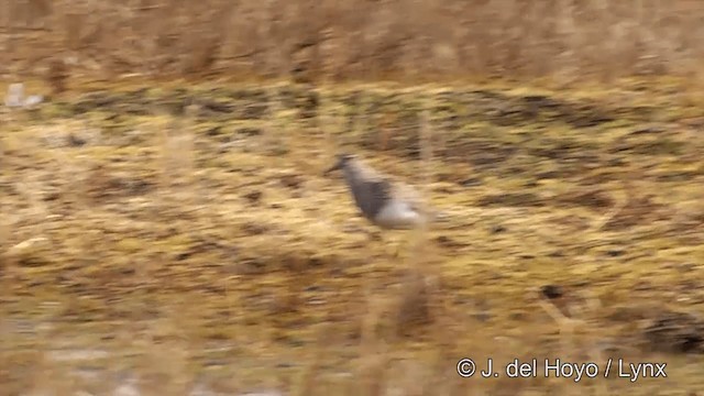 Bécasseau à poitrine cendrée - ML201434091