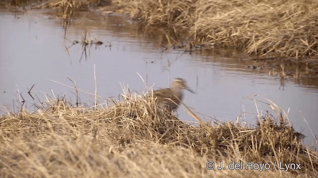 Pectoral Sandpiper - ML201434101