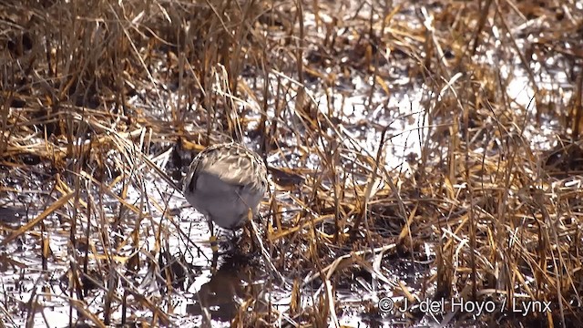 Pectoral Sandpiper - ML201434111