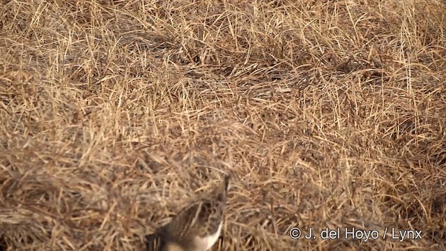 Pectoral Sandpiper - ML201434121