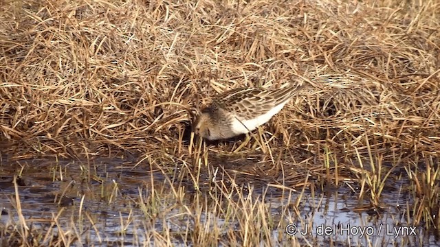 Pectoral Sandpiper - ML201434131