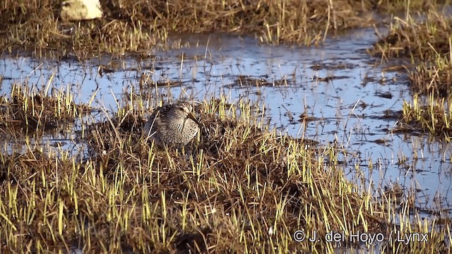 Pectoral Sandpiper - ML201434141