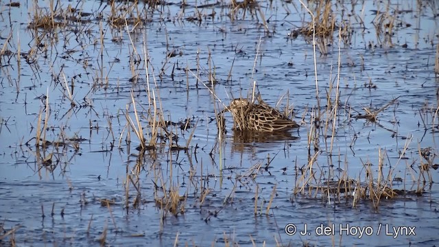 Pectoral Sandpiper - ML201434151