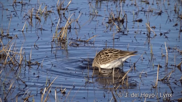 Bécasseau à poitrine cendrée - ML201434171