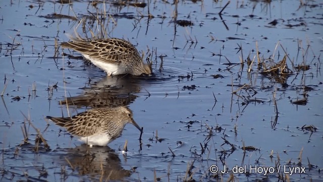 Bécasseau à poitrine cendrée - ML201434181