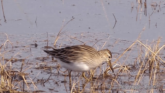 Pectoral Sandpiper - ML201434191