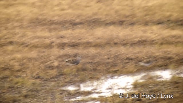 Pectoral Sandpiper - ML201434201