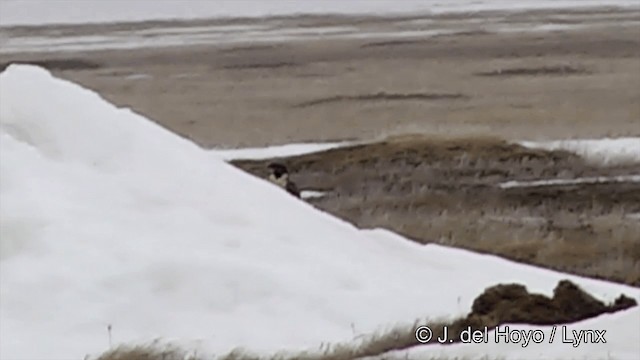 Peregrine Falcon (Tundra) - ML201434231