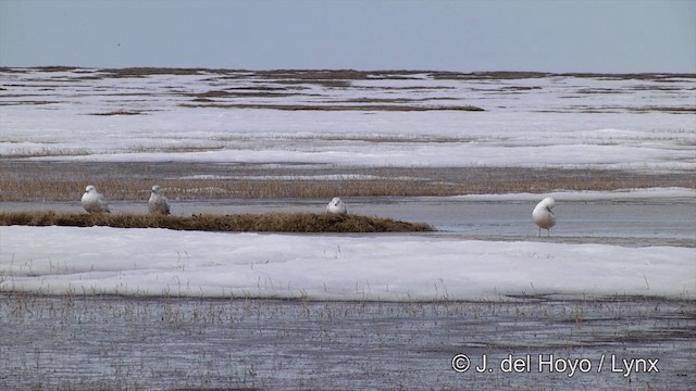 Glaucous Gull - ML201434291