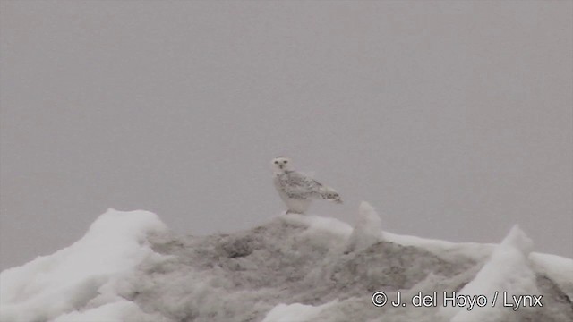 Harfang des neiges - ML201434301